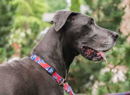 A close up of a dog wearing a collar