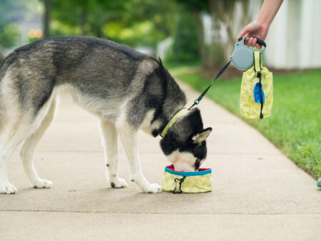 A dog is eating food from the bowl.