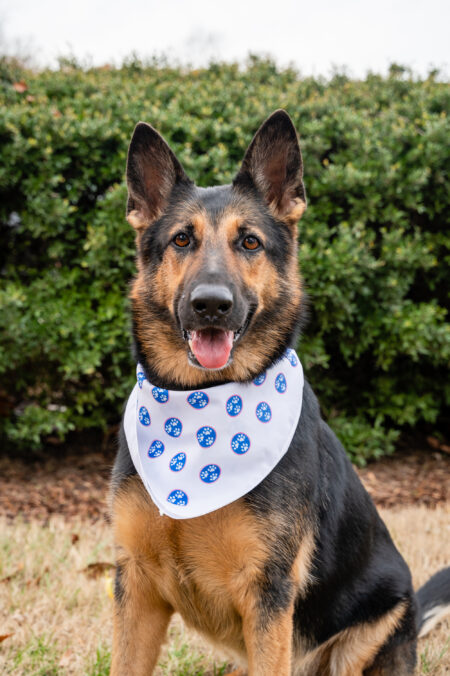 A dog with a bandana around its neck.