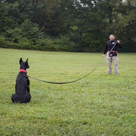 Discover the Ultimate Hands-Free Leash for Large Dogs