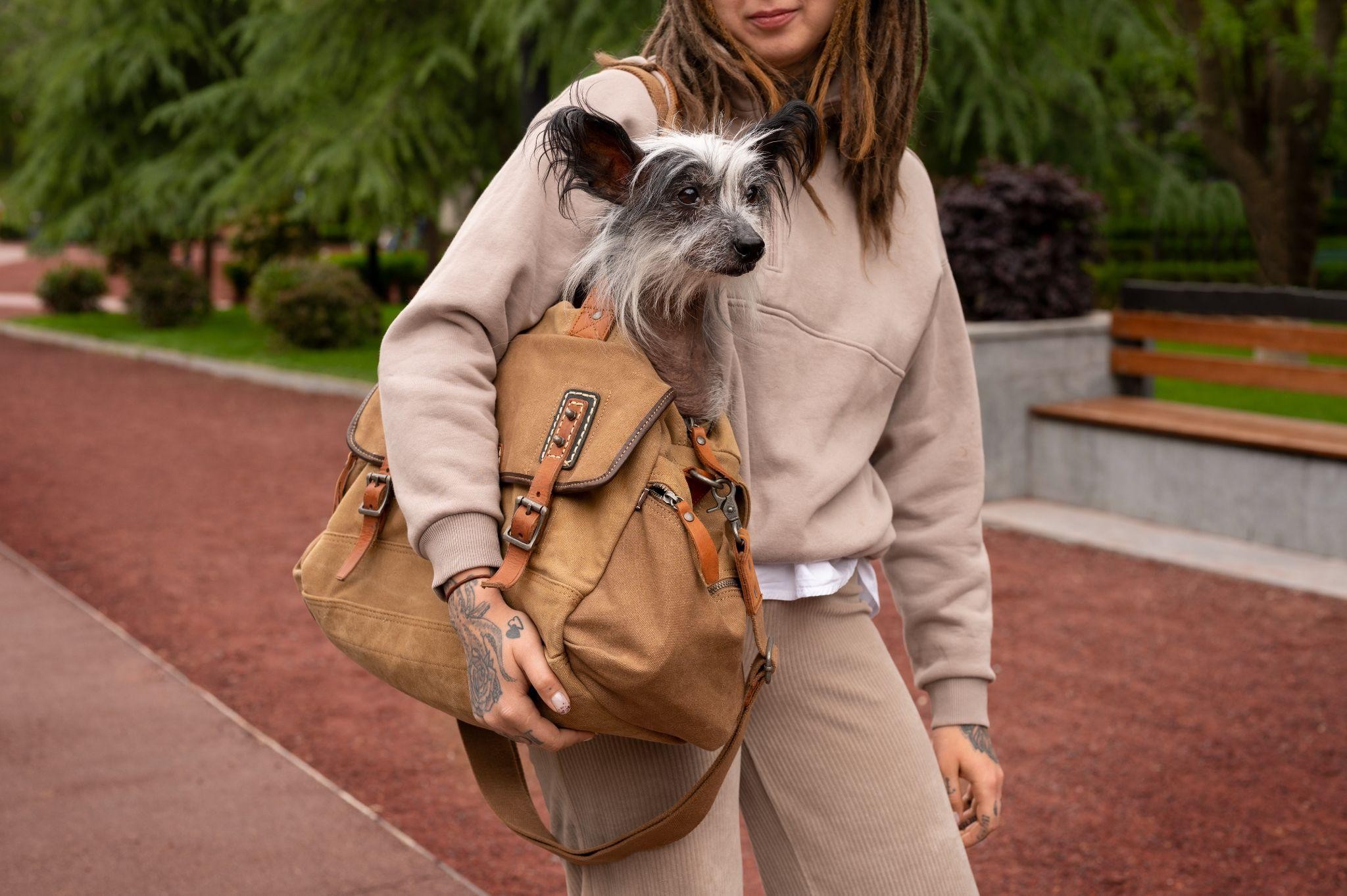 Why Dress Up Your Dog? Exploring the Benefits of Dog Apparel
